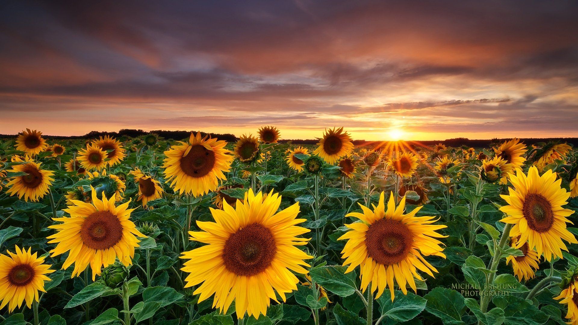 Cute Sunflower Wallpapers