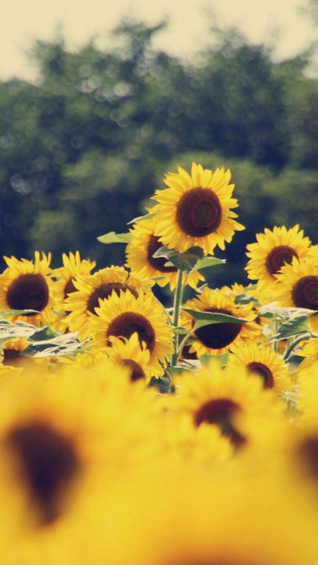 Cute Sunflower Wallpapers