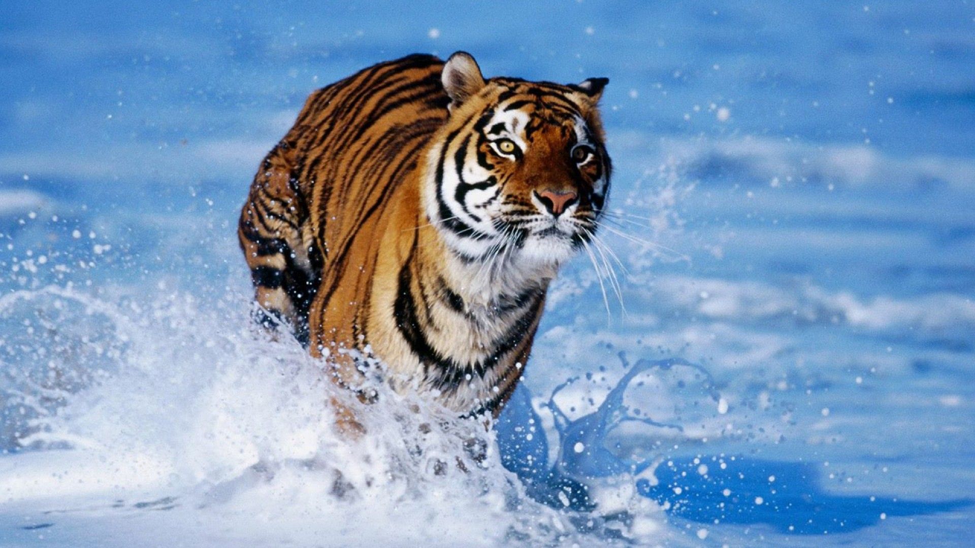 Cute Tiger Wallpapers