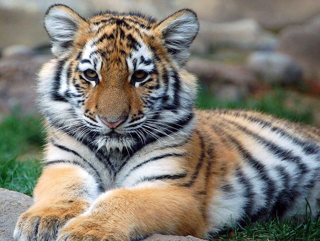 Cute Tiger Wallpapers