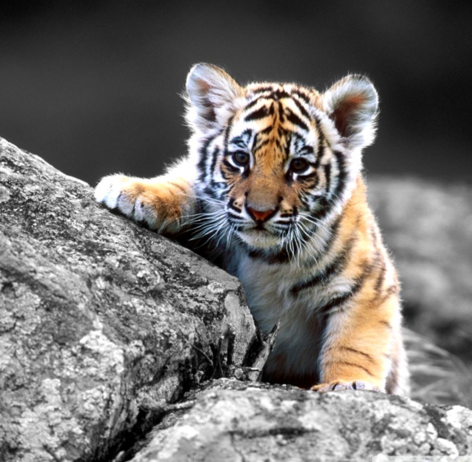 Cute TigersWallpapers