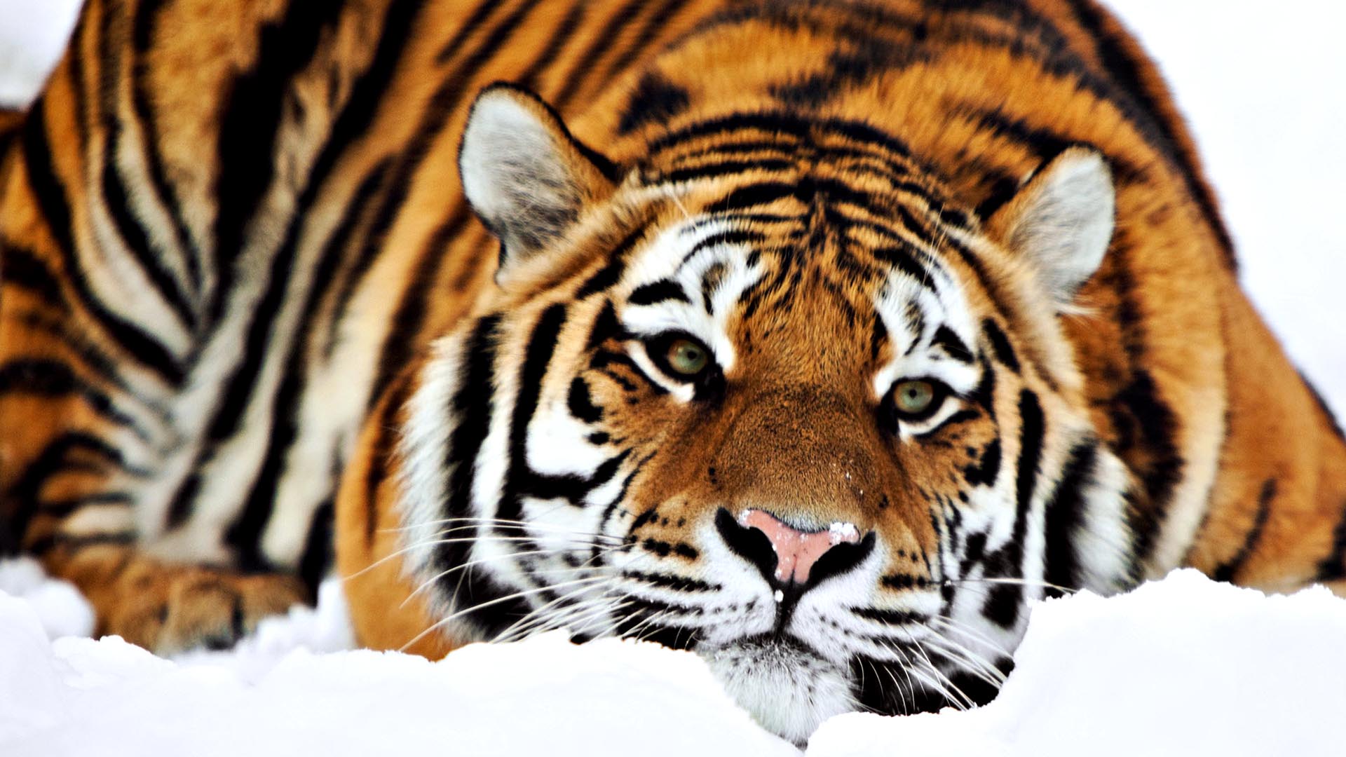 Cute TigersWallpapers