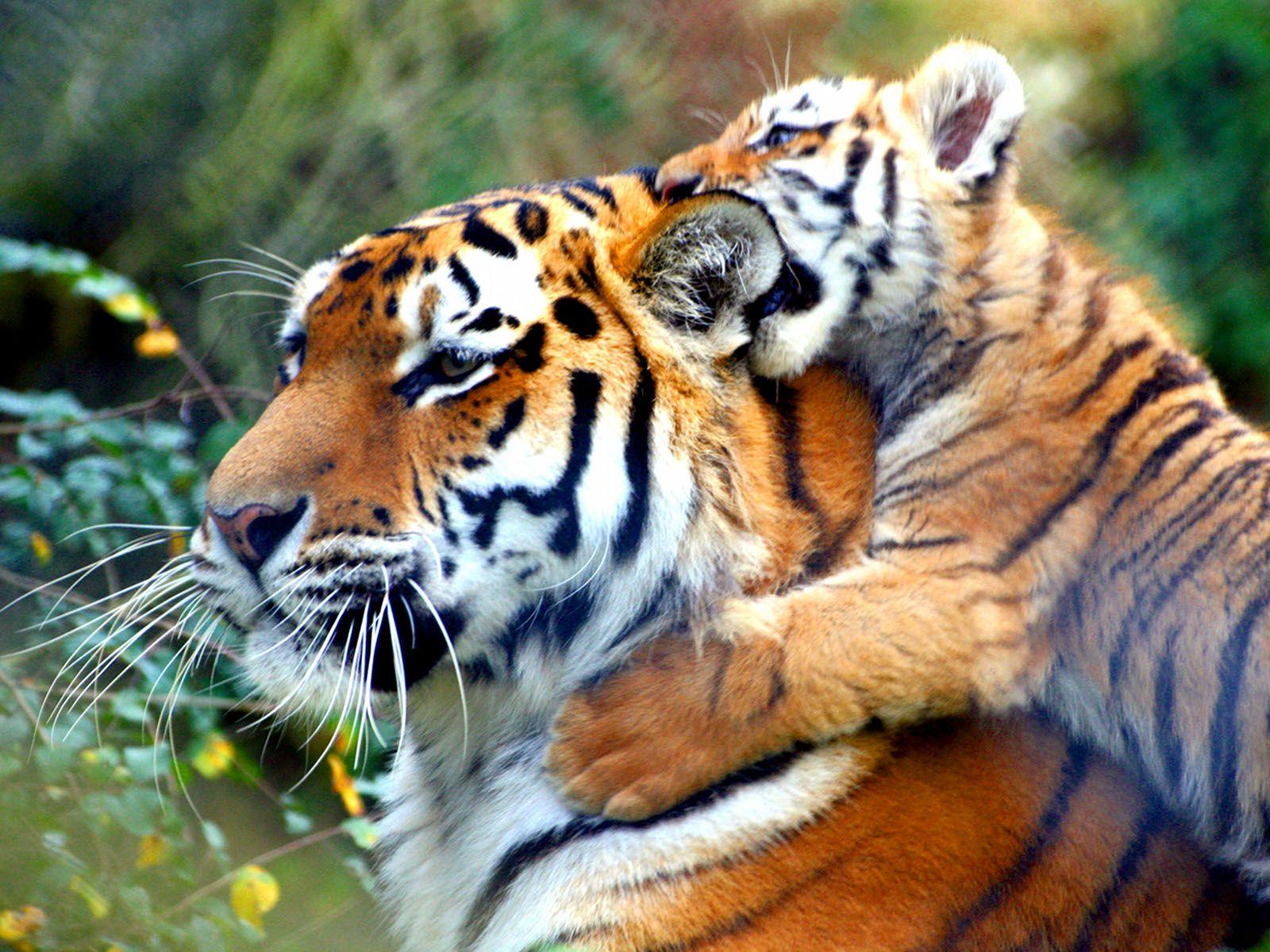 Cute TigersWallpapers