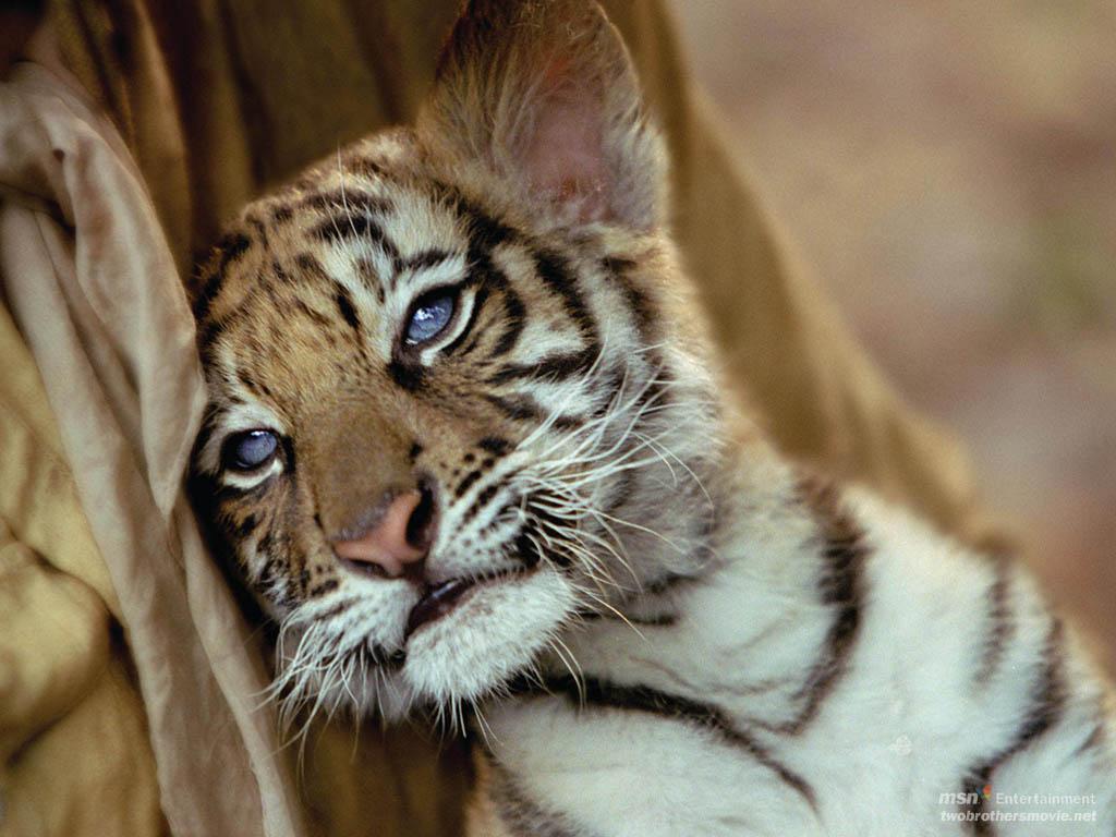 Cute TigersWallpapers