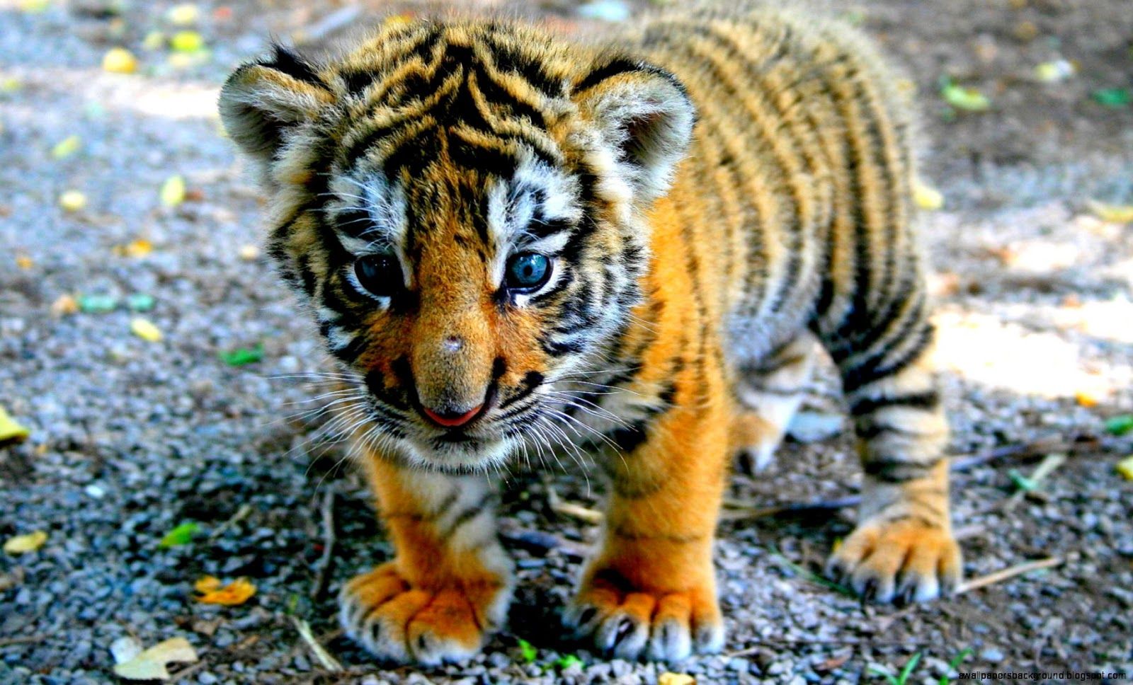 Cute TigersWallpapers