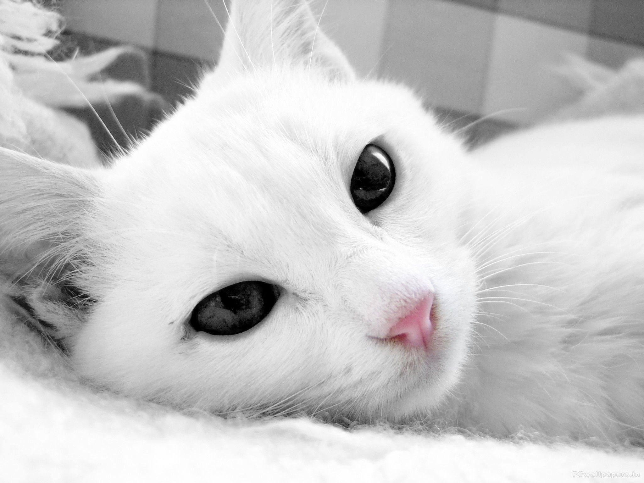 Cute White Cat Wallpapers For Desktop Wallpapers