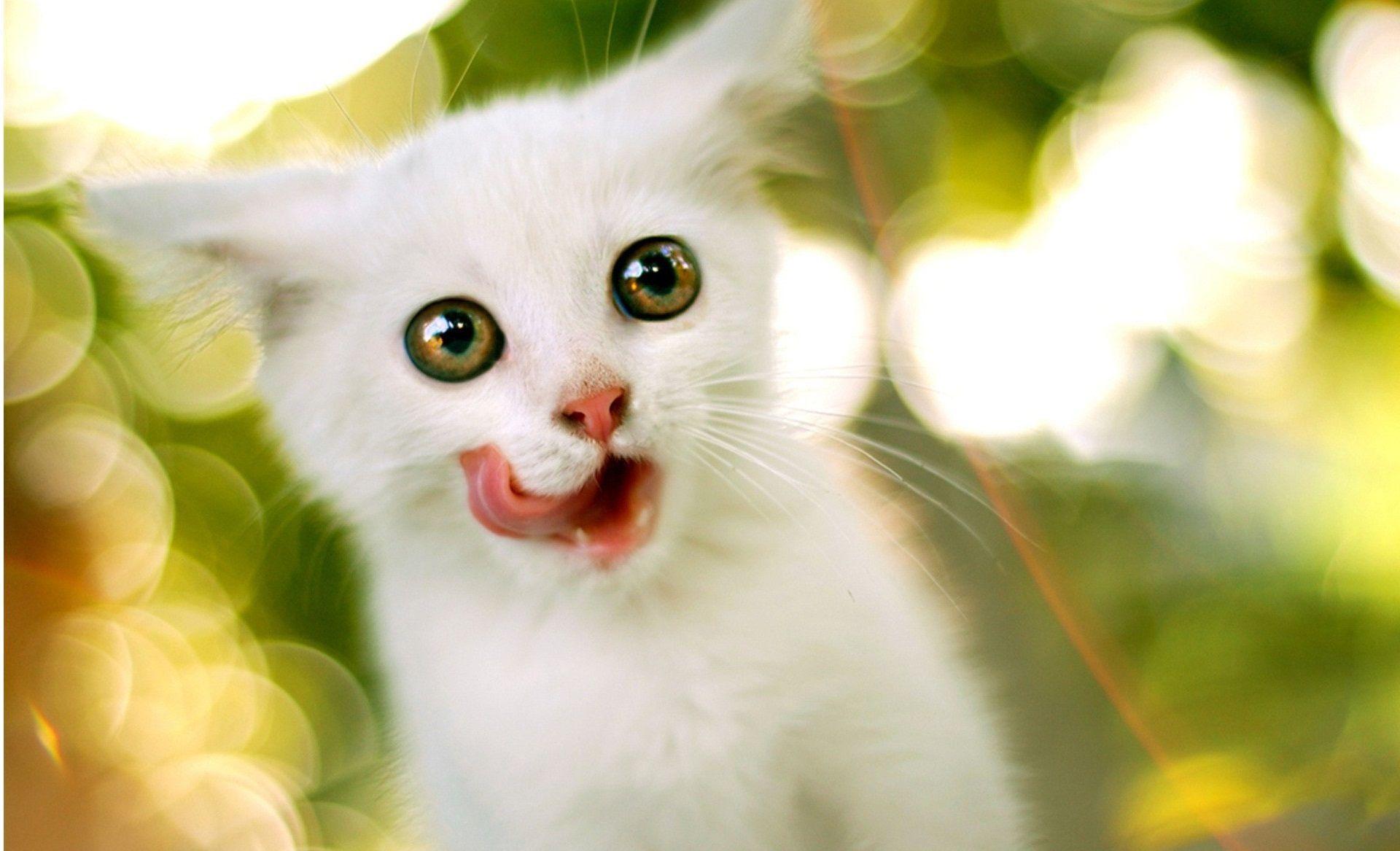 Cute White Cat Wallpapers For Desktop Wallpapers