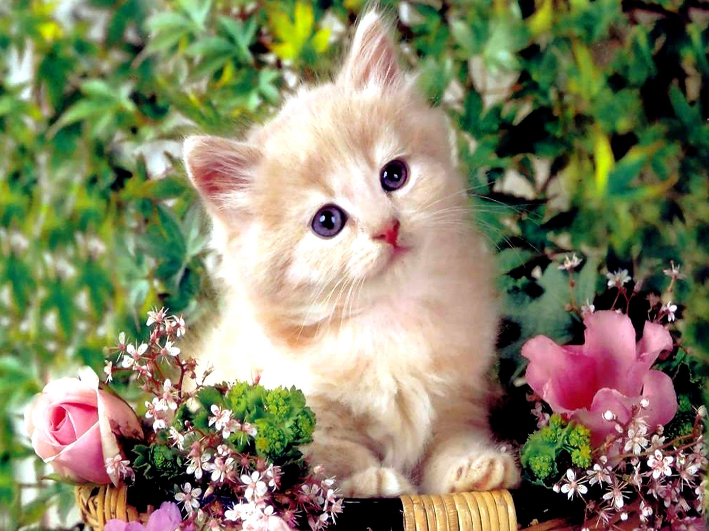 Cute White Cat Wallpapers For Desktop Wallpapers