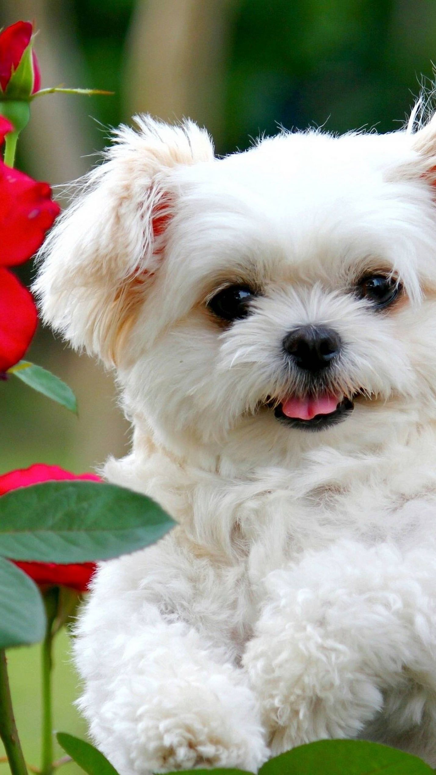 Cute White Dog Wallpapers