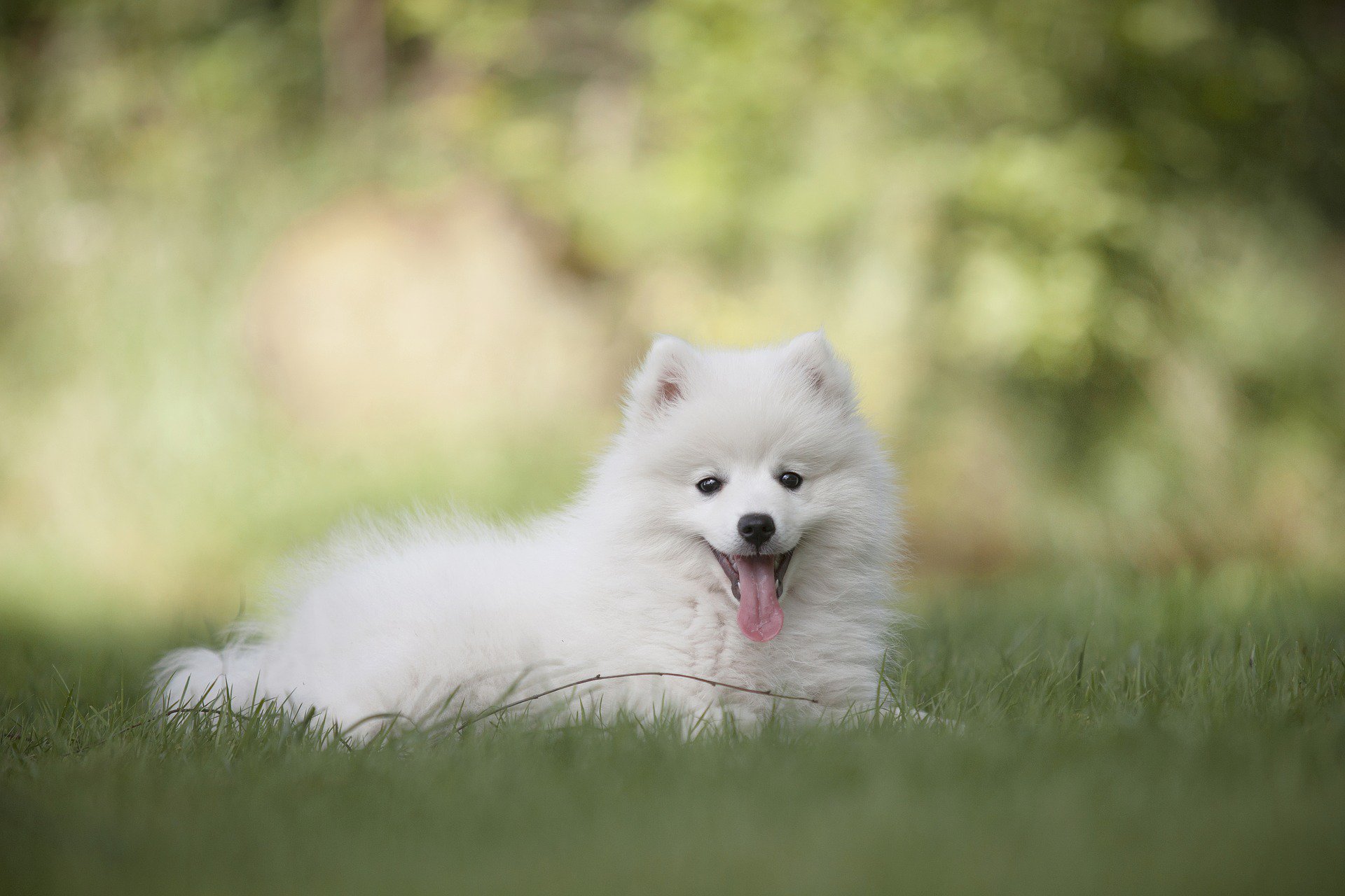 Cute White Dog Wallpapers