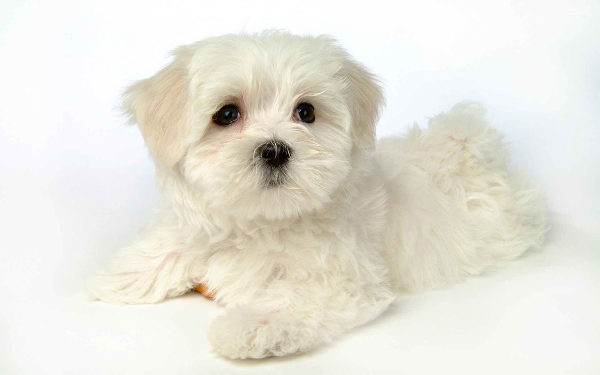 Cute White Dog Wallpapers