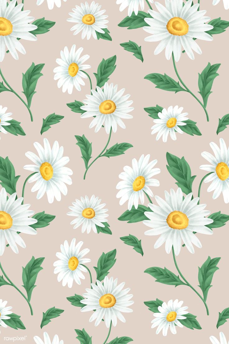 Cute White Flower Wallpapers