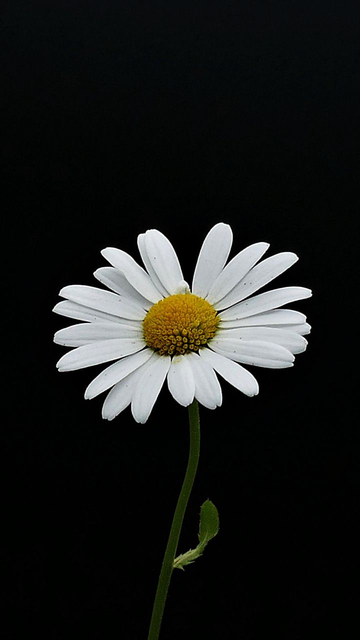 Cute White Flower Wallpapers