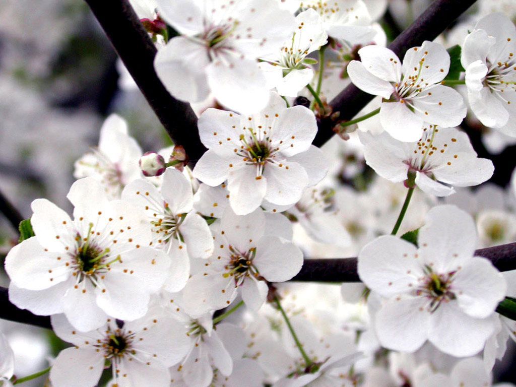 Cute White Flower Wallpapers