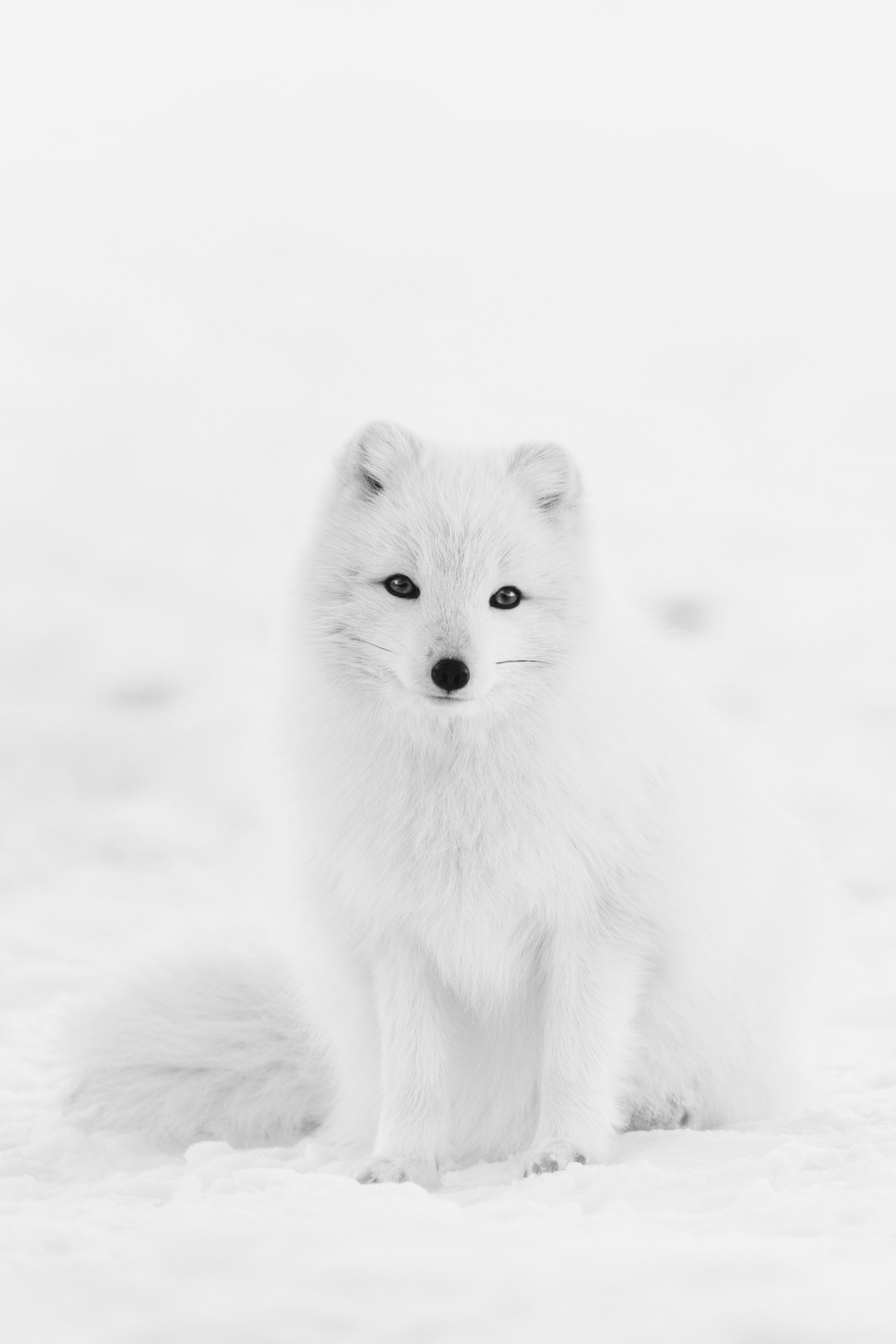 Cute White Fox Wallpapers