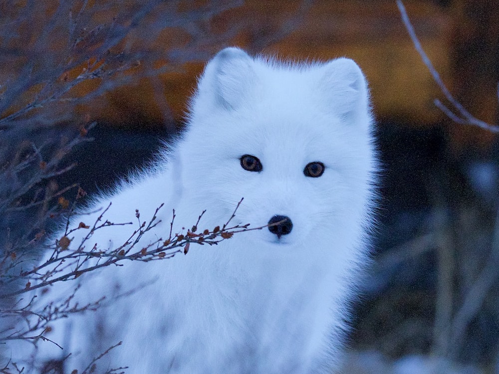 Cute White Fox Wallpapers