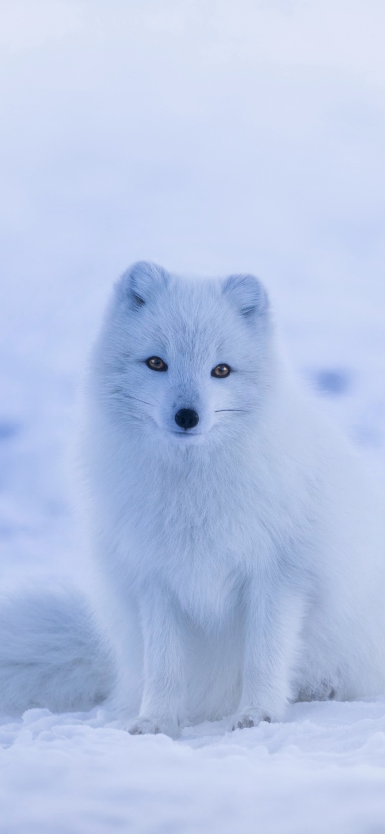 Cute White Fox Wallpapers
