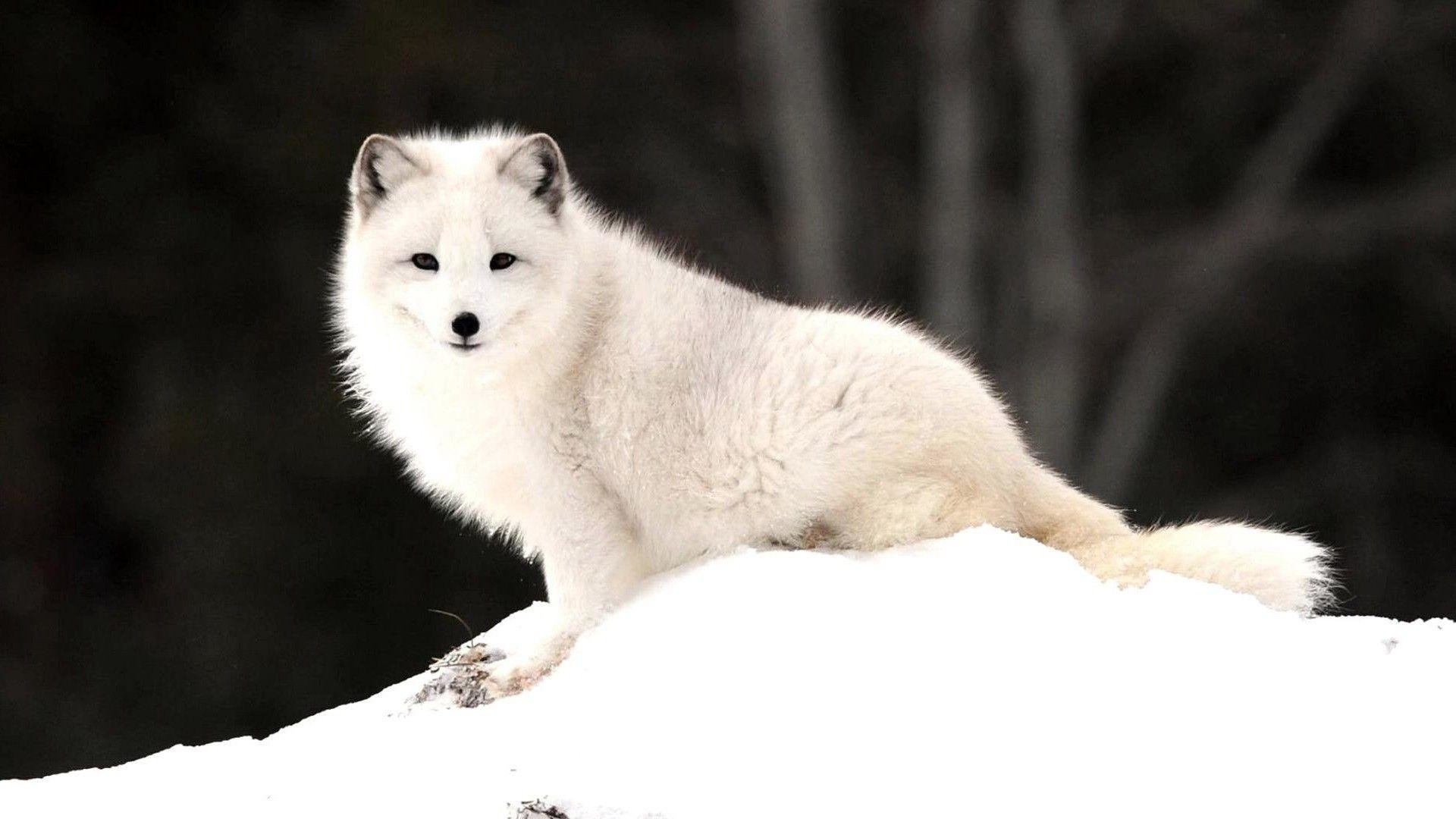 Cute White Fox Wallpapers