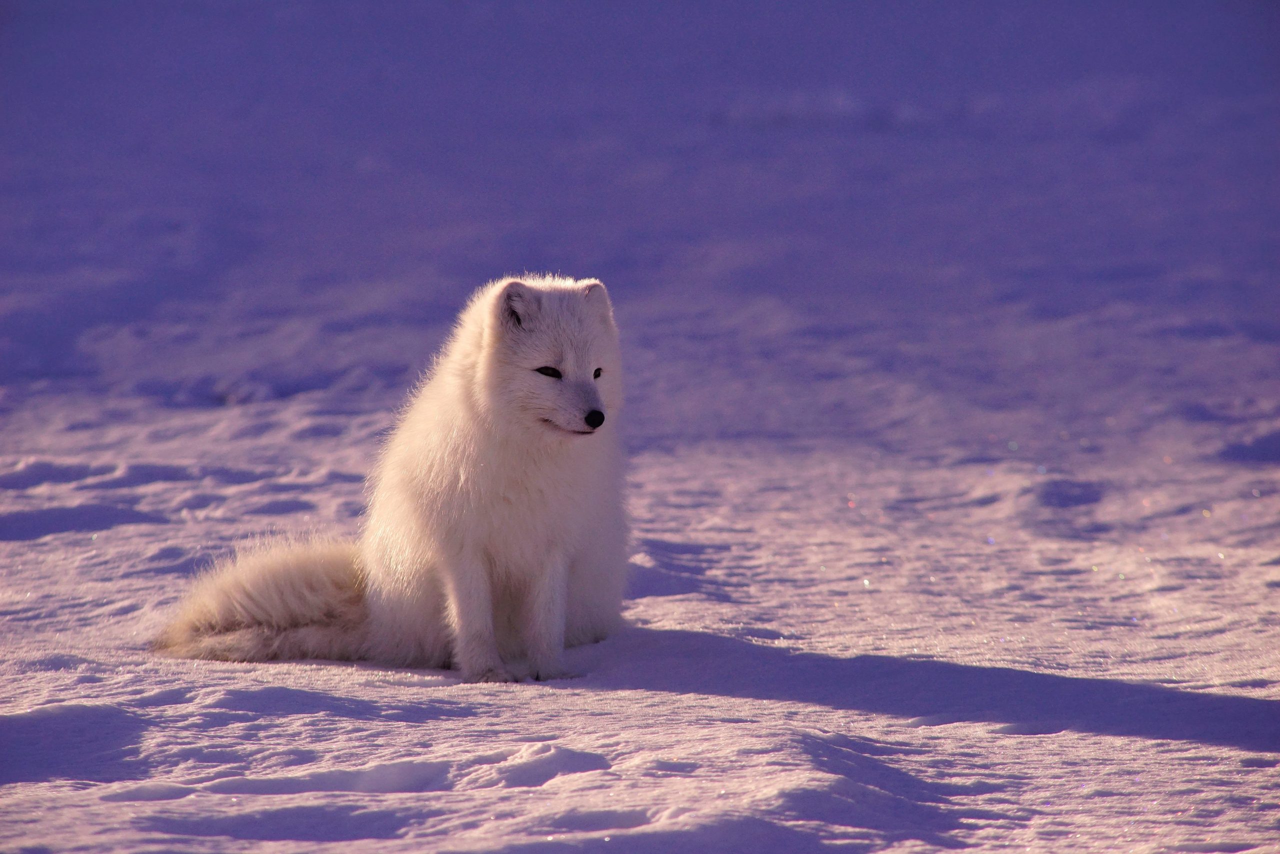 Cute White Fox Wallpapers