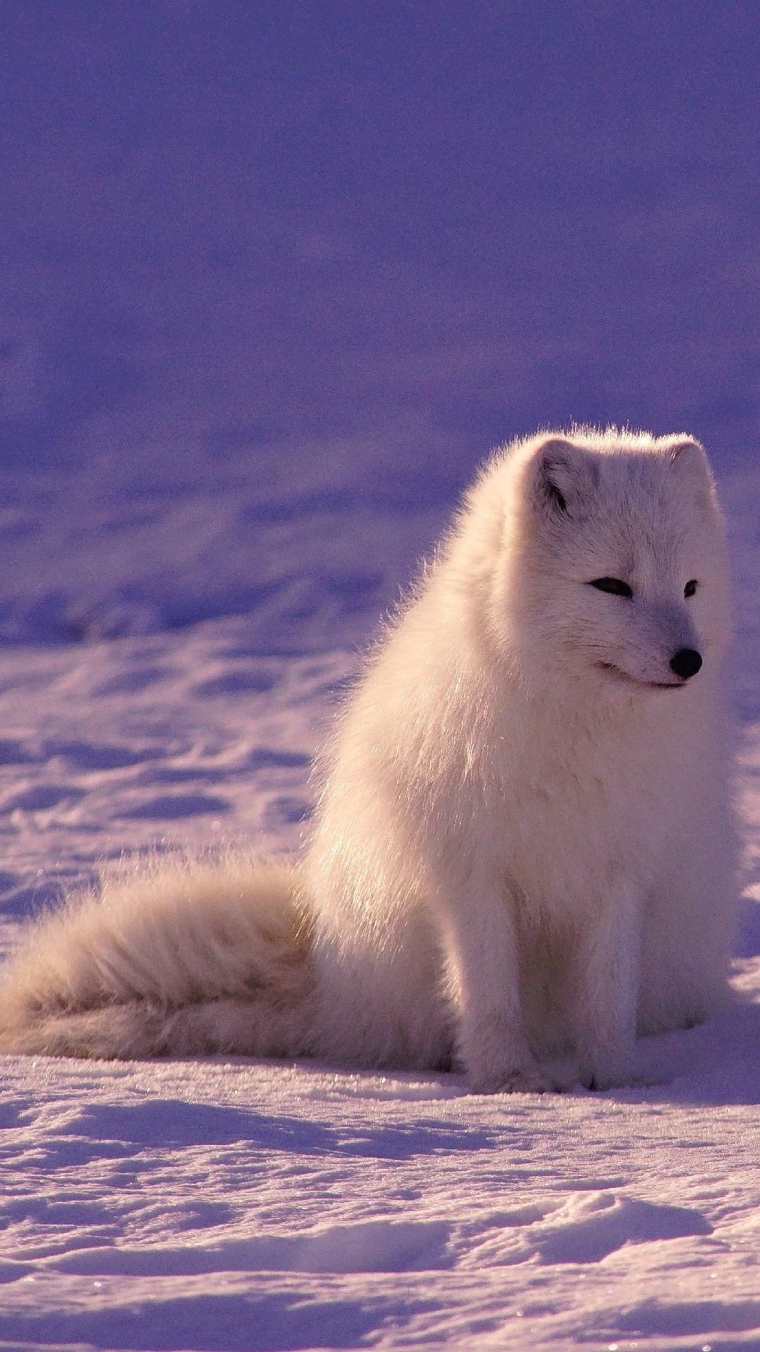 Cute White Fox Wallpapers