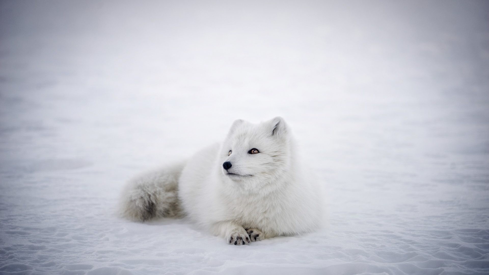 Cute White Fox Wallpapers