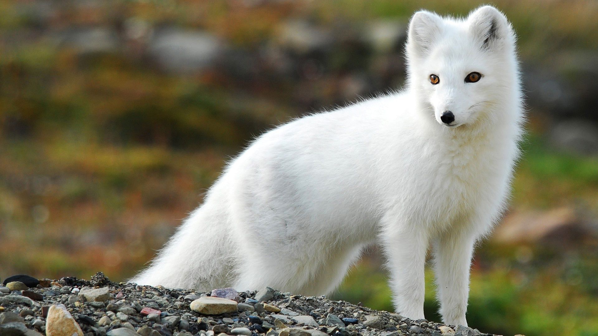 Cute White Fox Wallpapers