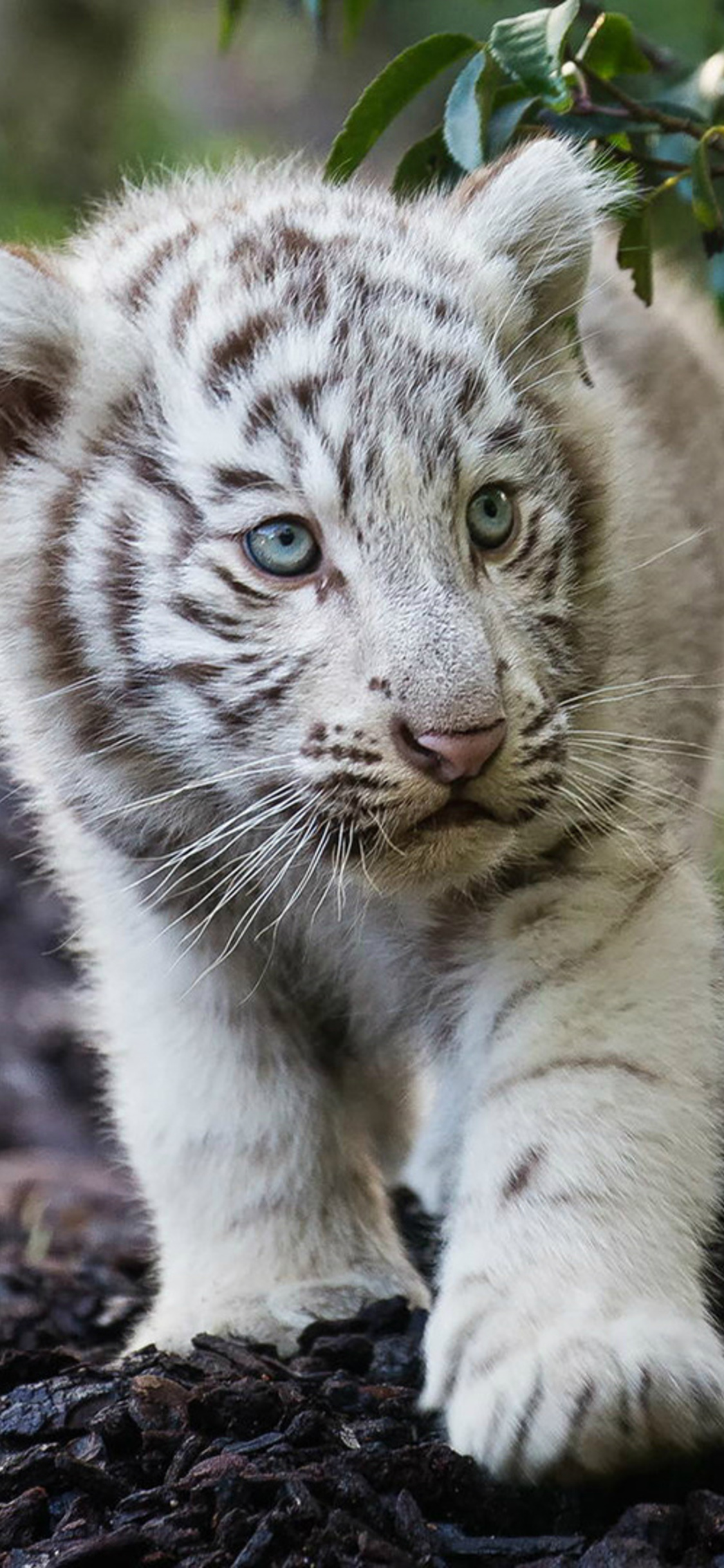 Cute White Tiger Wallpapers