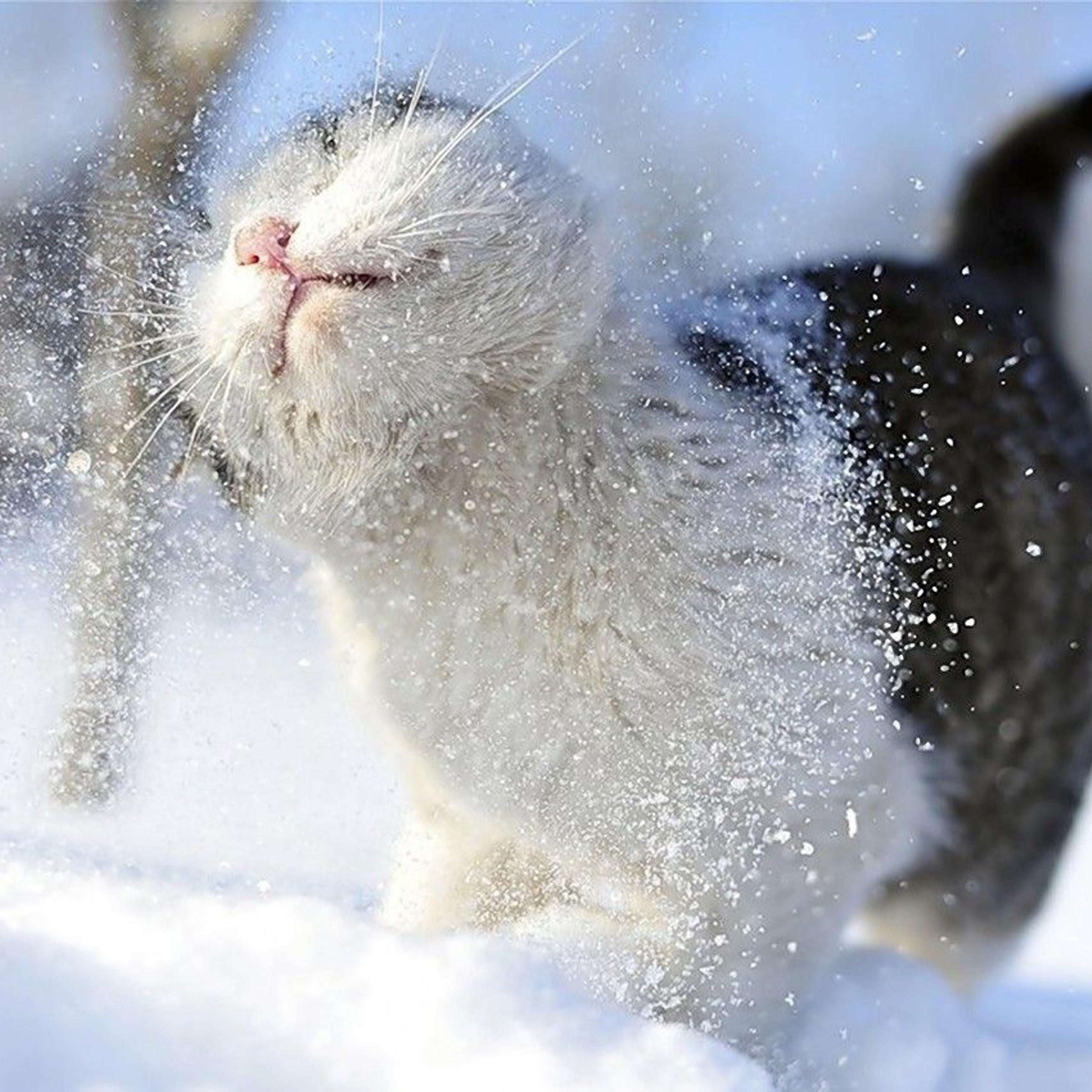 Cute Winter Animal Wallpapers