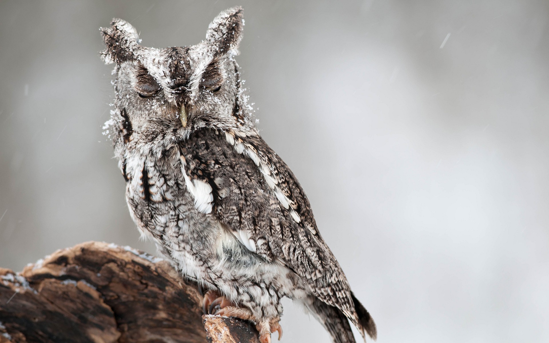 Cute Winter Owl Wallpapers