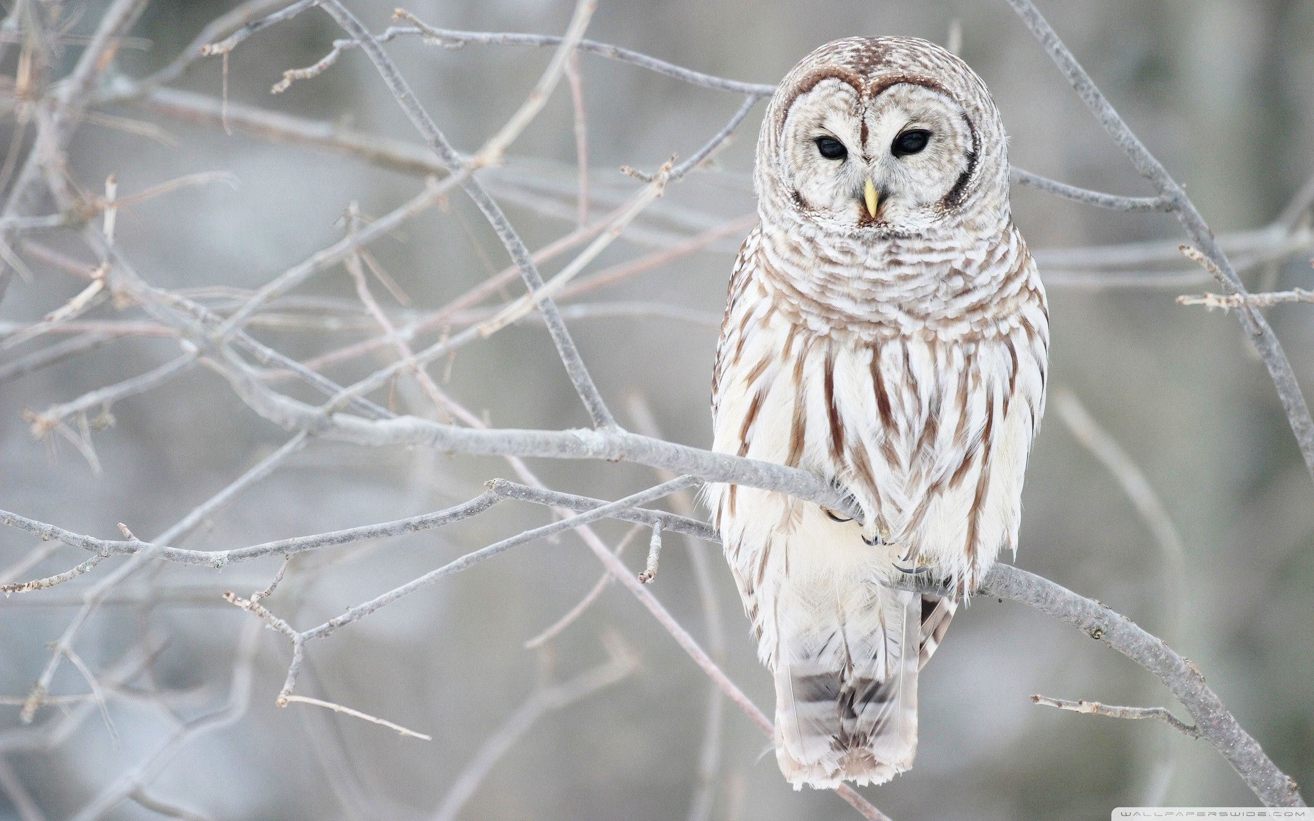 Cute Winter Owl Wallpapers