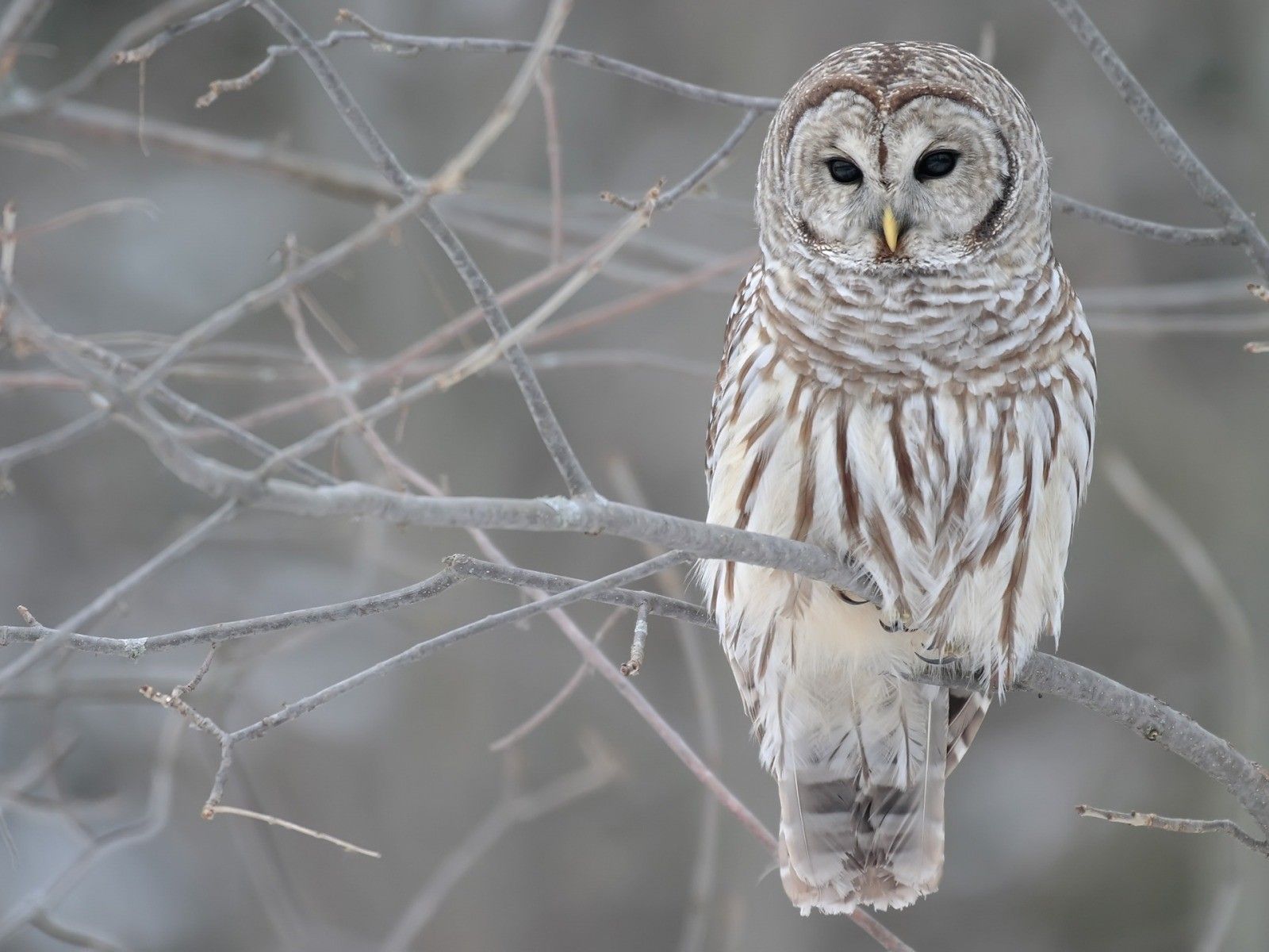 Cute Winter Owl Wallpapers