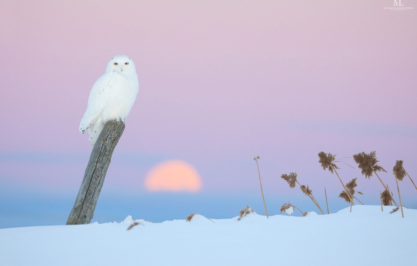 Cute Winter Owl Wallpapers