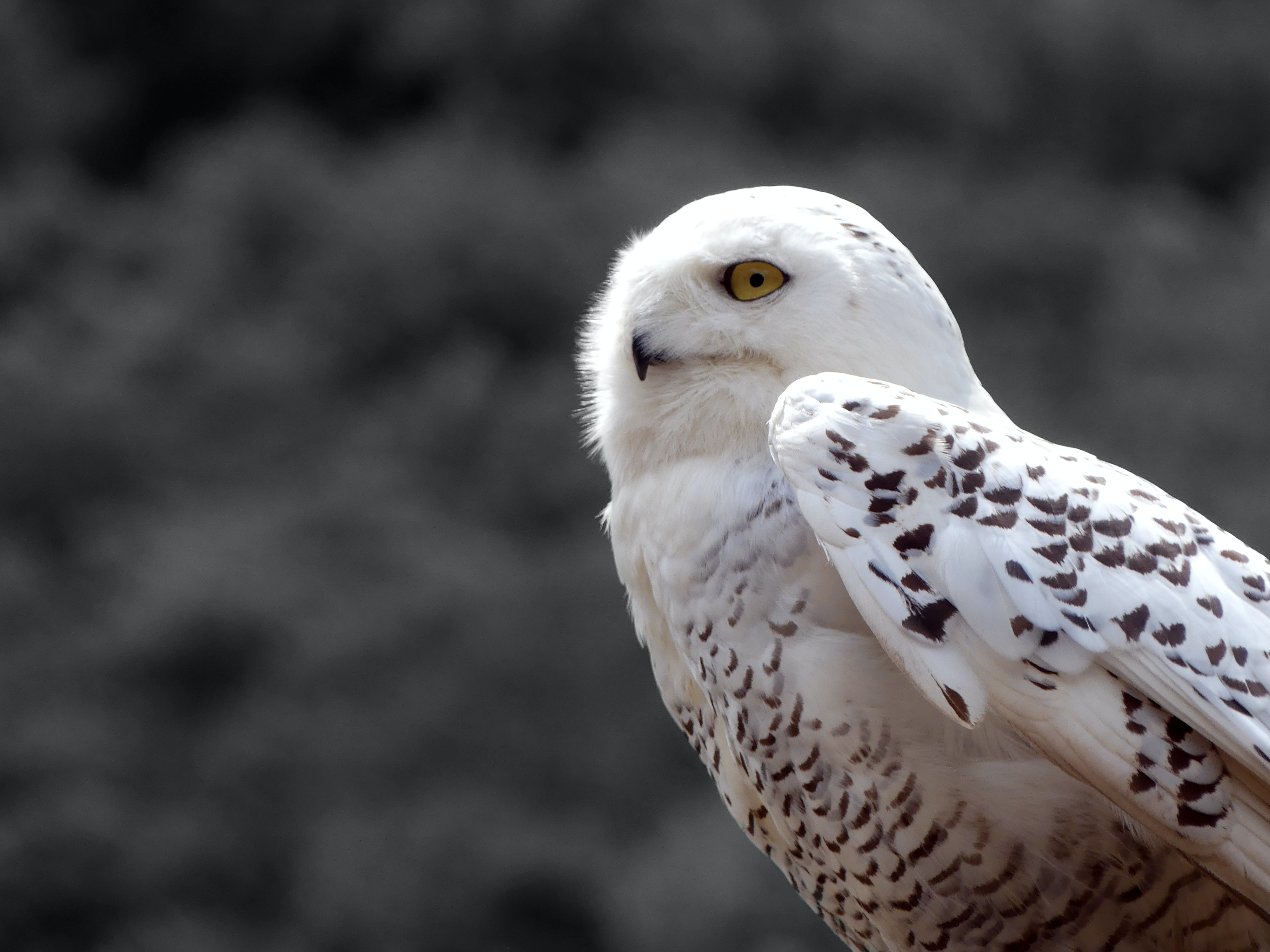 Cute Winter Owl Wallpapers