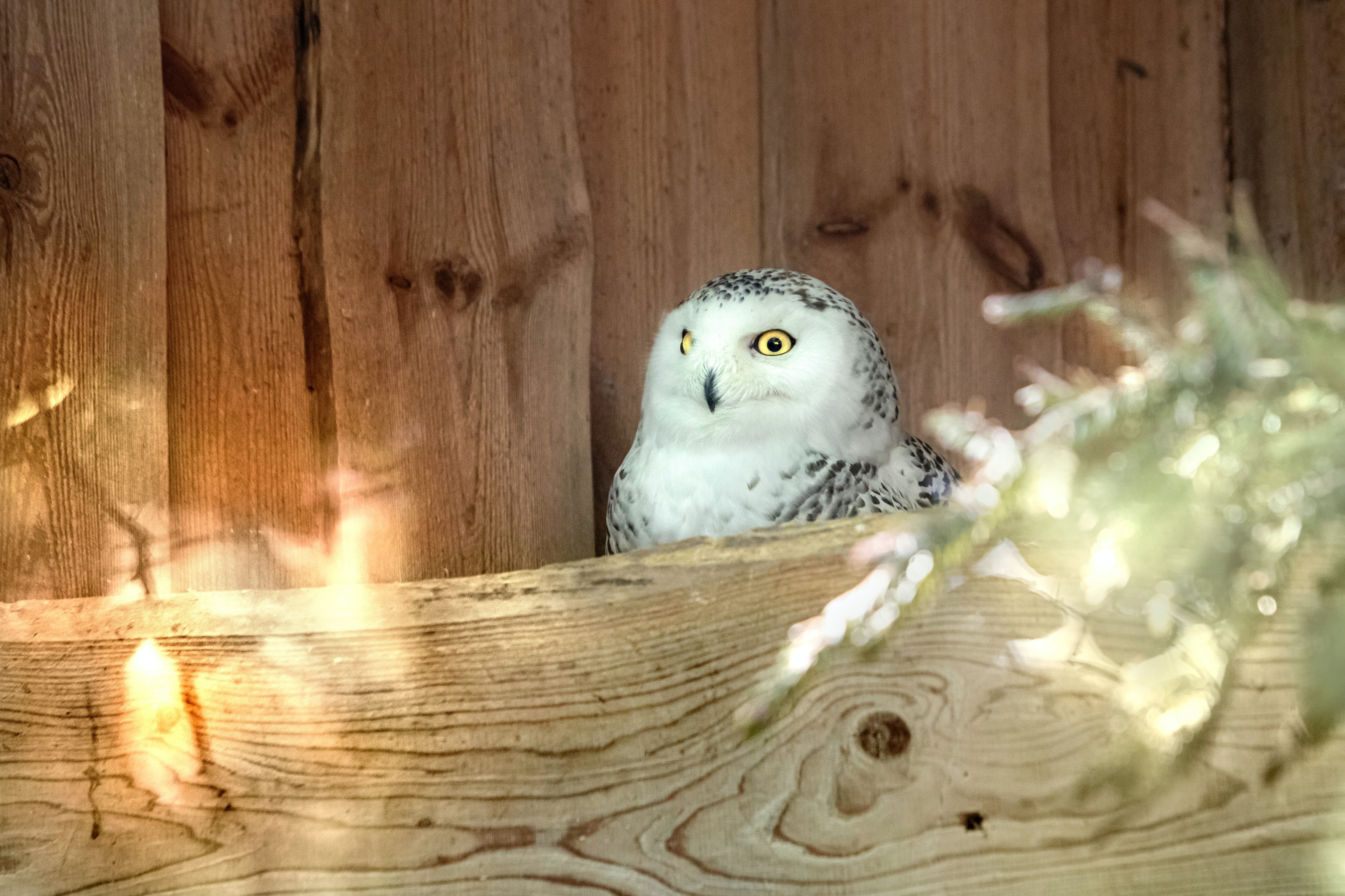 Cute Winter Owl Wallpapers