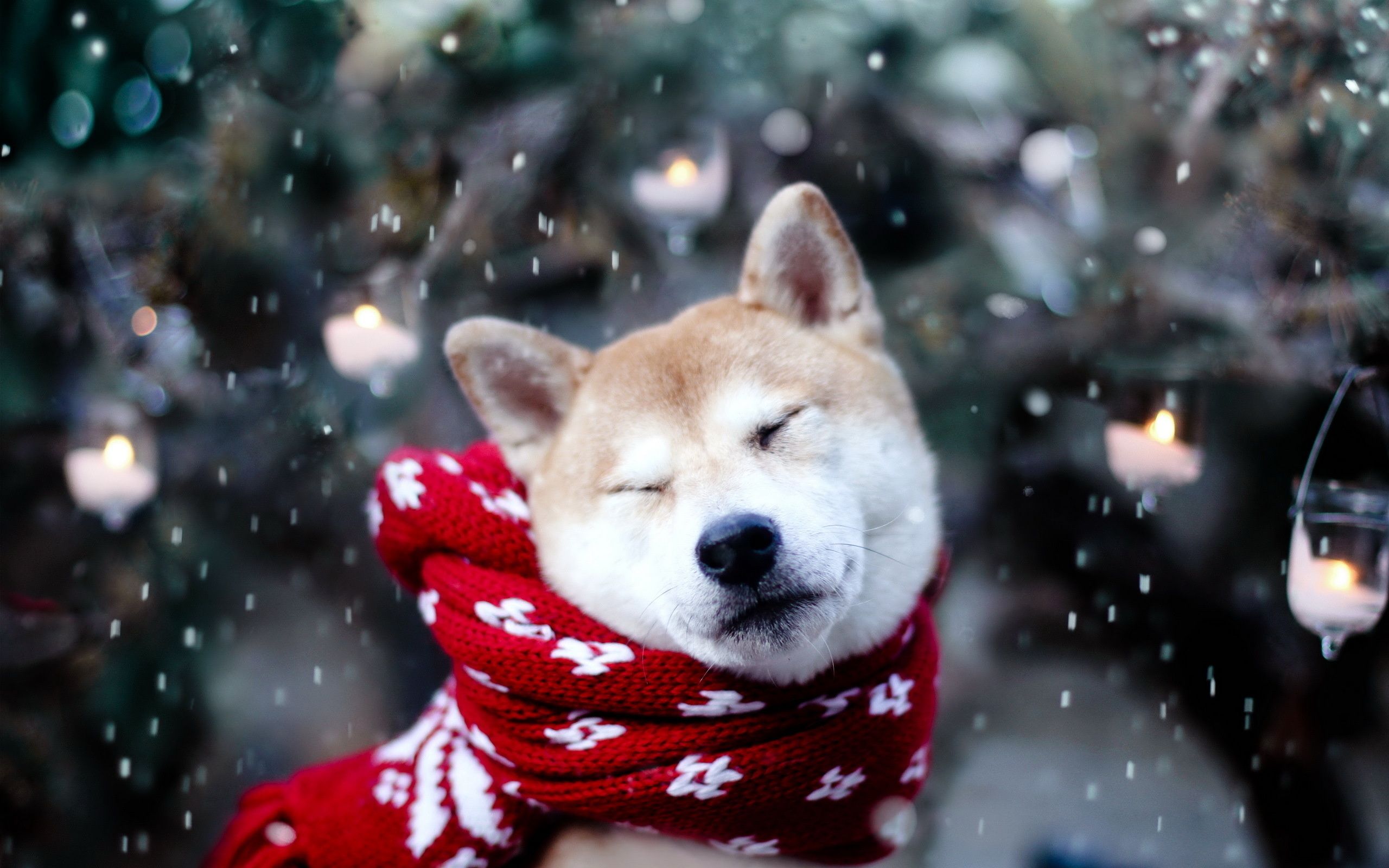 Cute Winter PuppyWallpapers