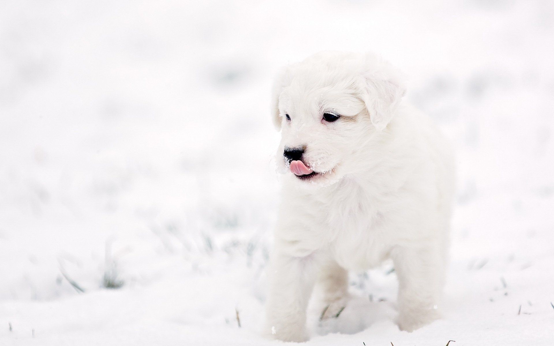 Cute Winter PuppyWallpapers