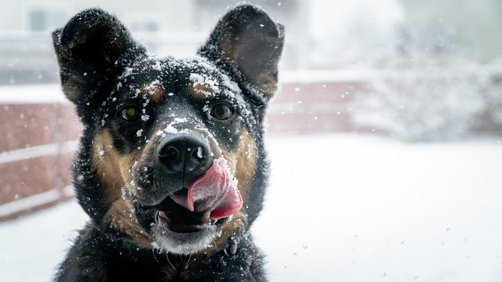 Cute Winter PuppyWallpapers