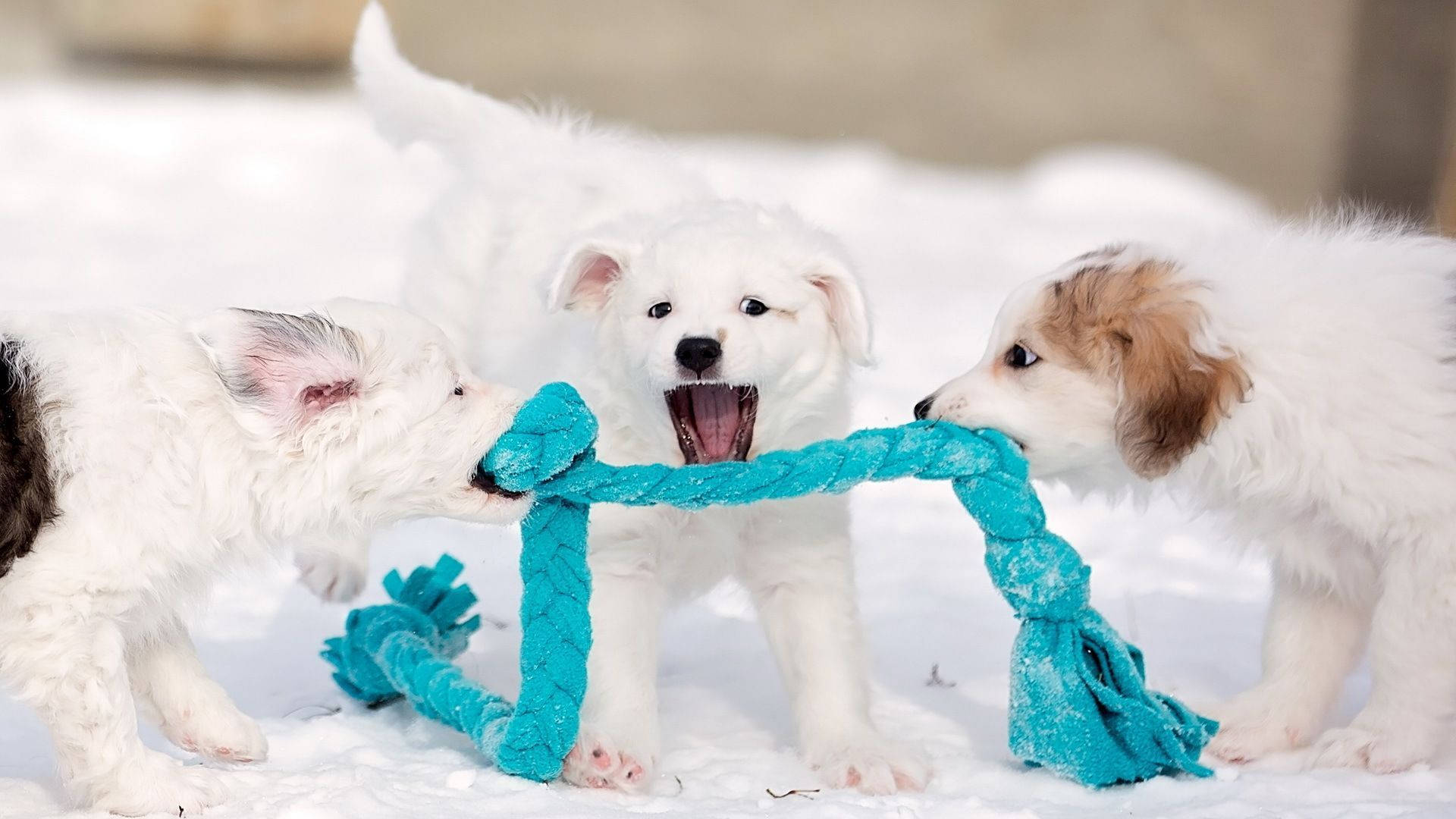 Cute Winter PuppyWallpapers