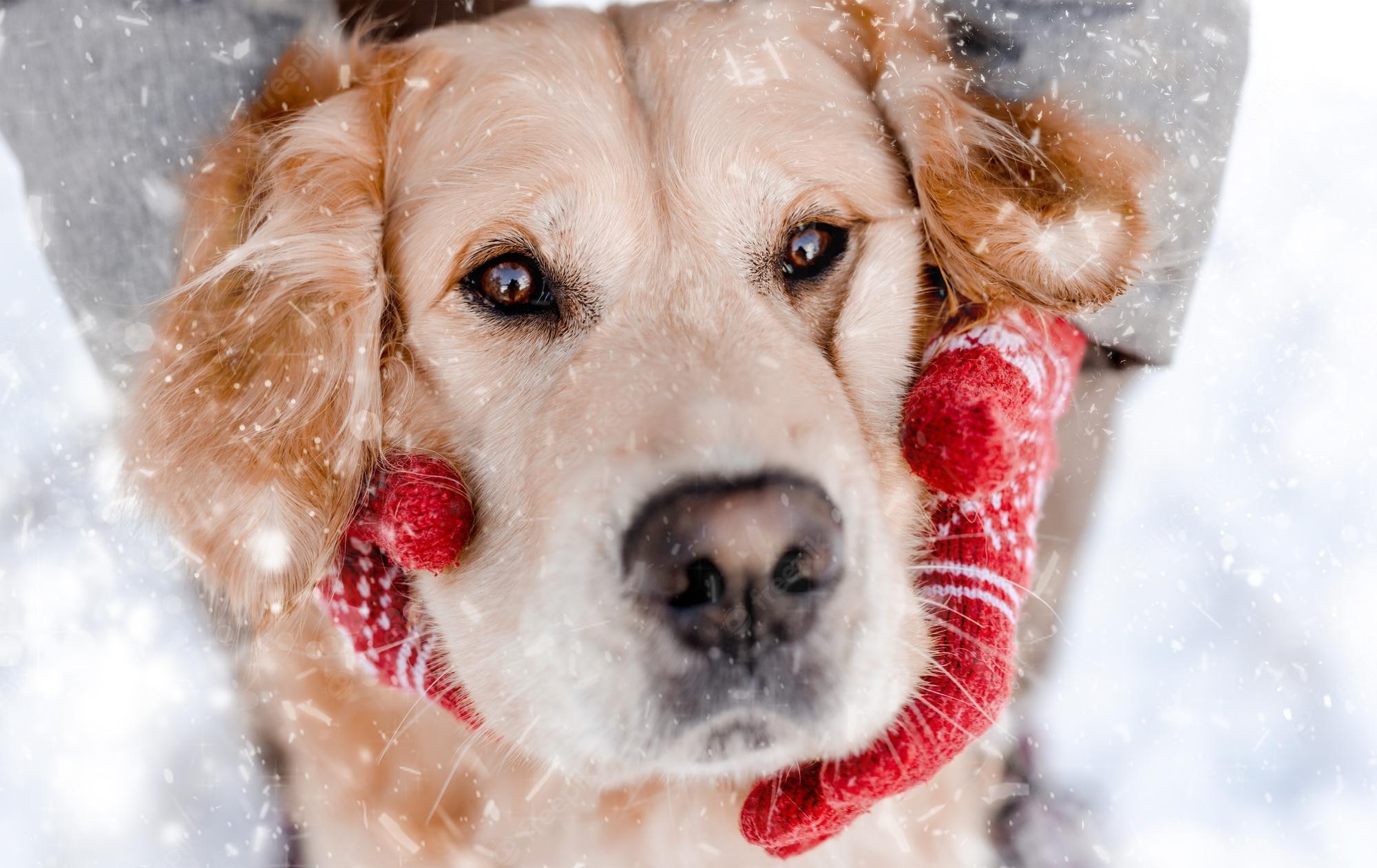 Cute Winter PuppyWallpapers