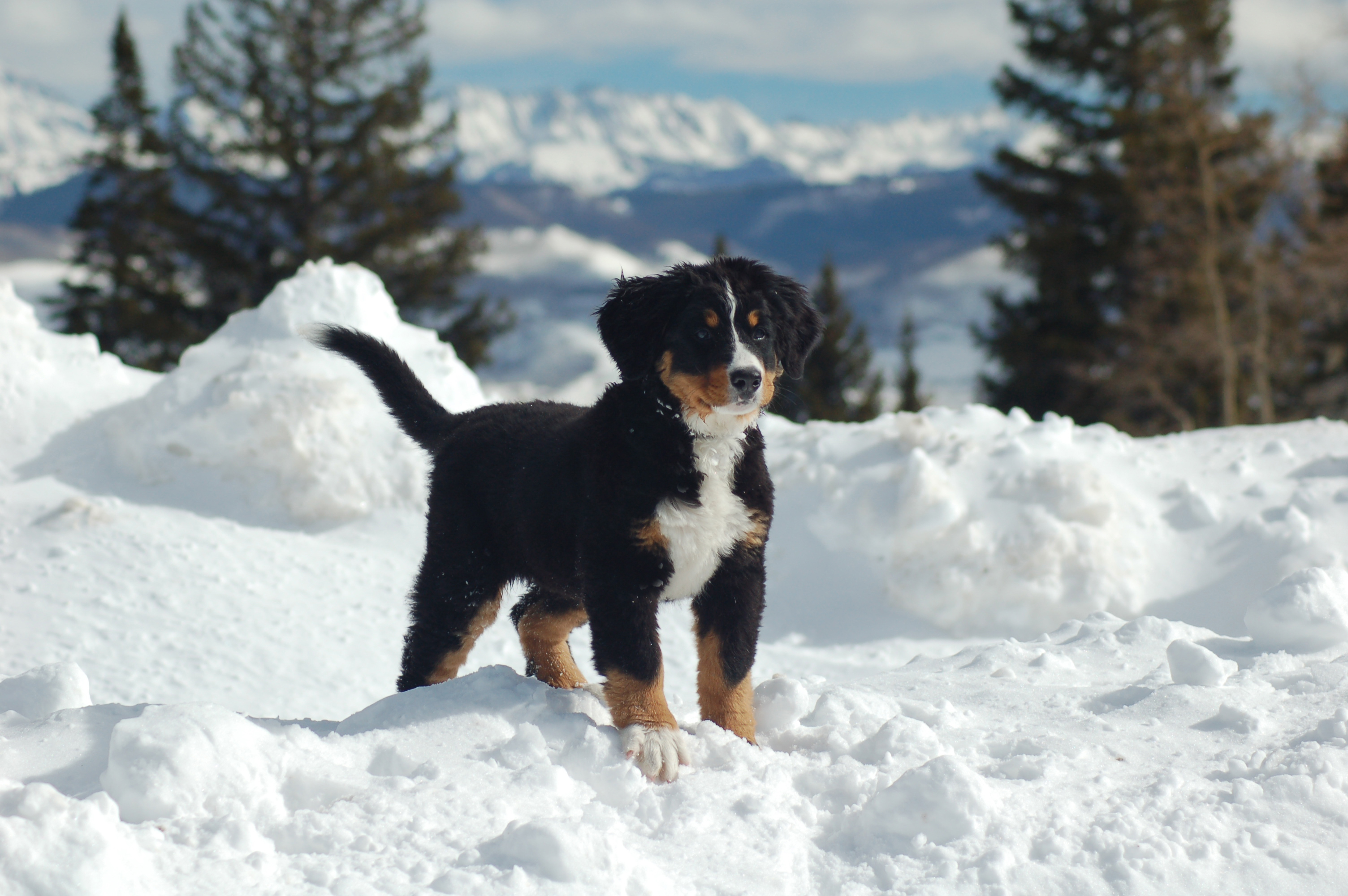 Cute Winter PuppyWallpapers