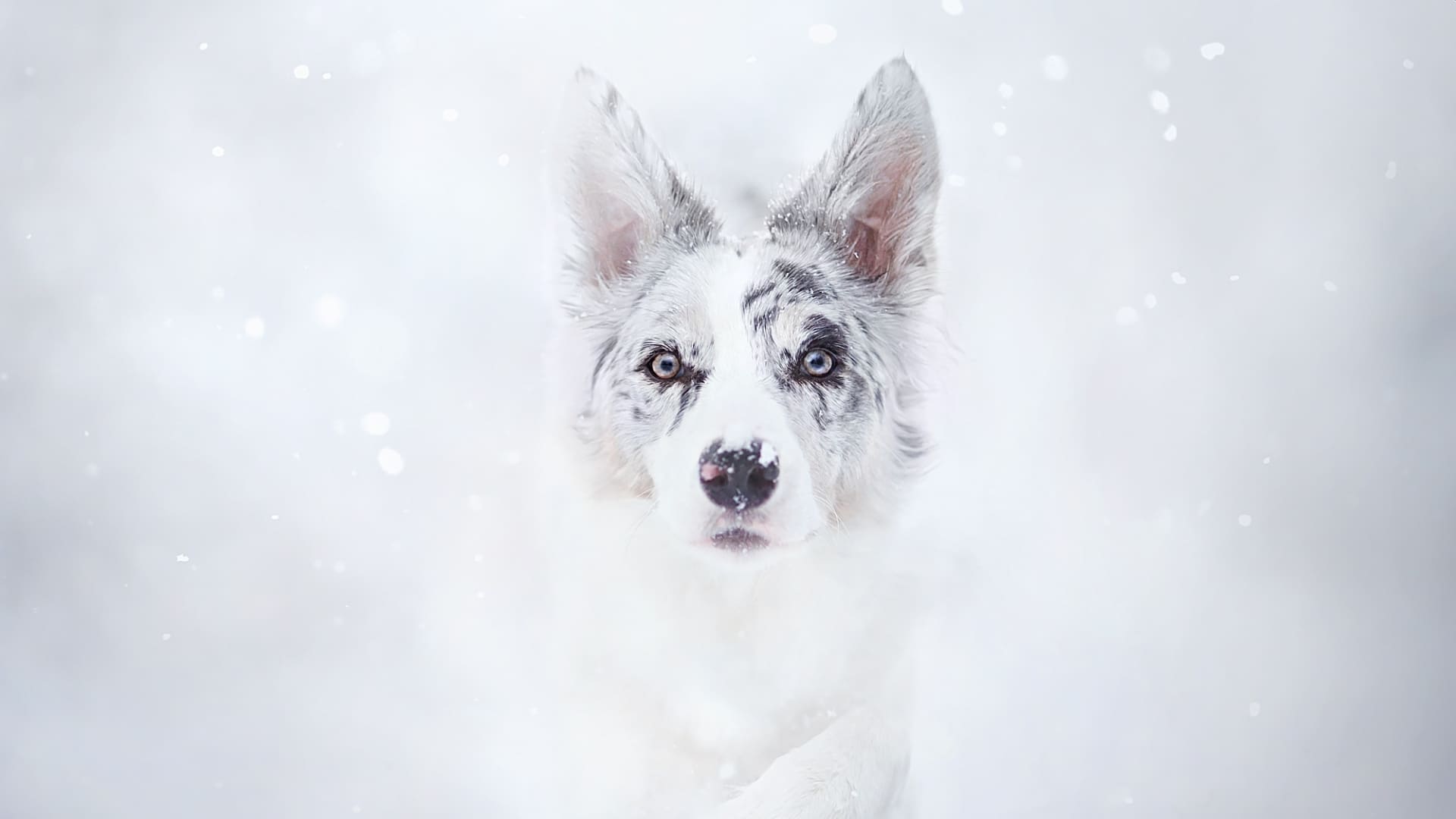 Cute Winter PuppyWallpapers