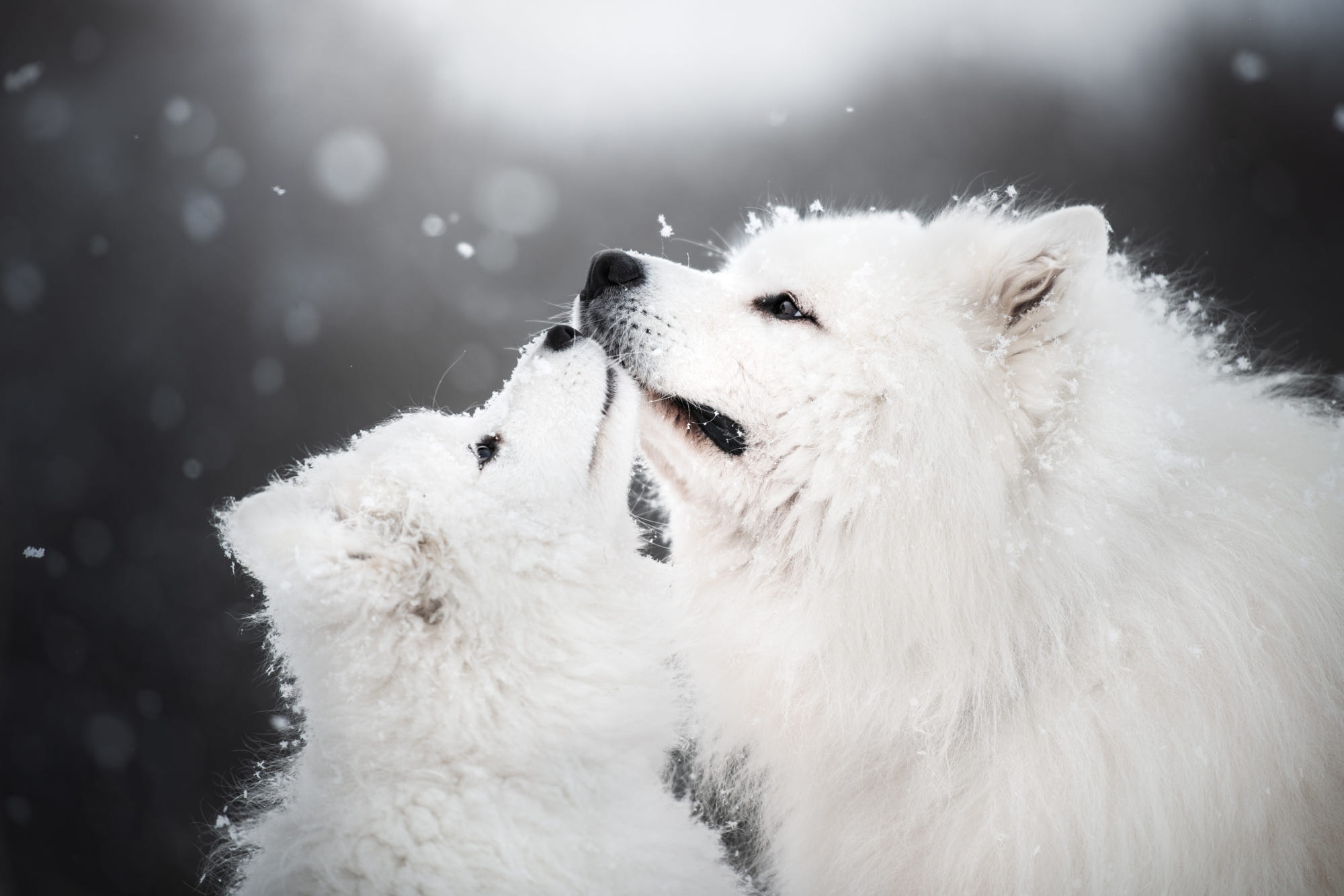 Cute Winter PuppyWallpapers