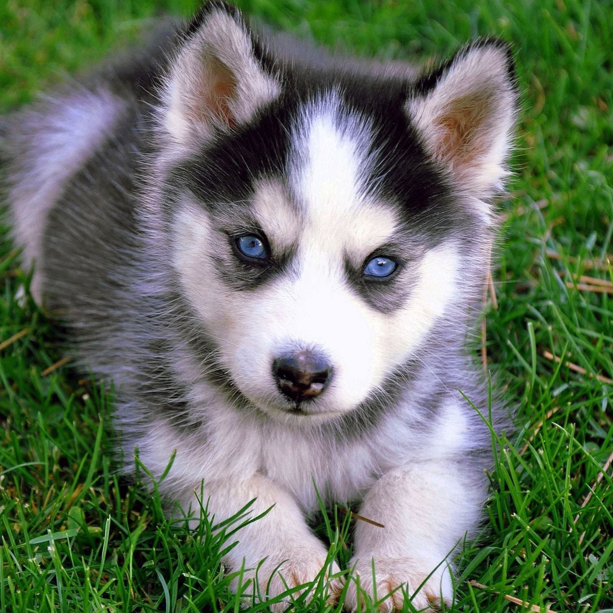 Cute Wolf Puppy Wallpapers
