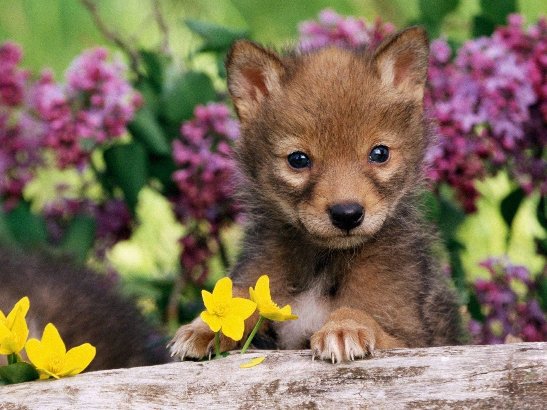 Cute Wolf Puppy Wallpapers