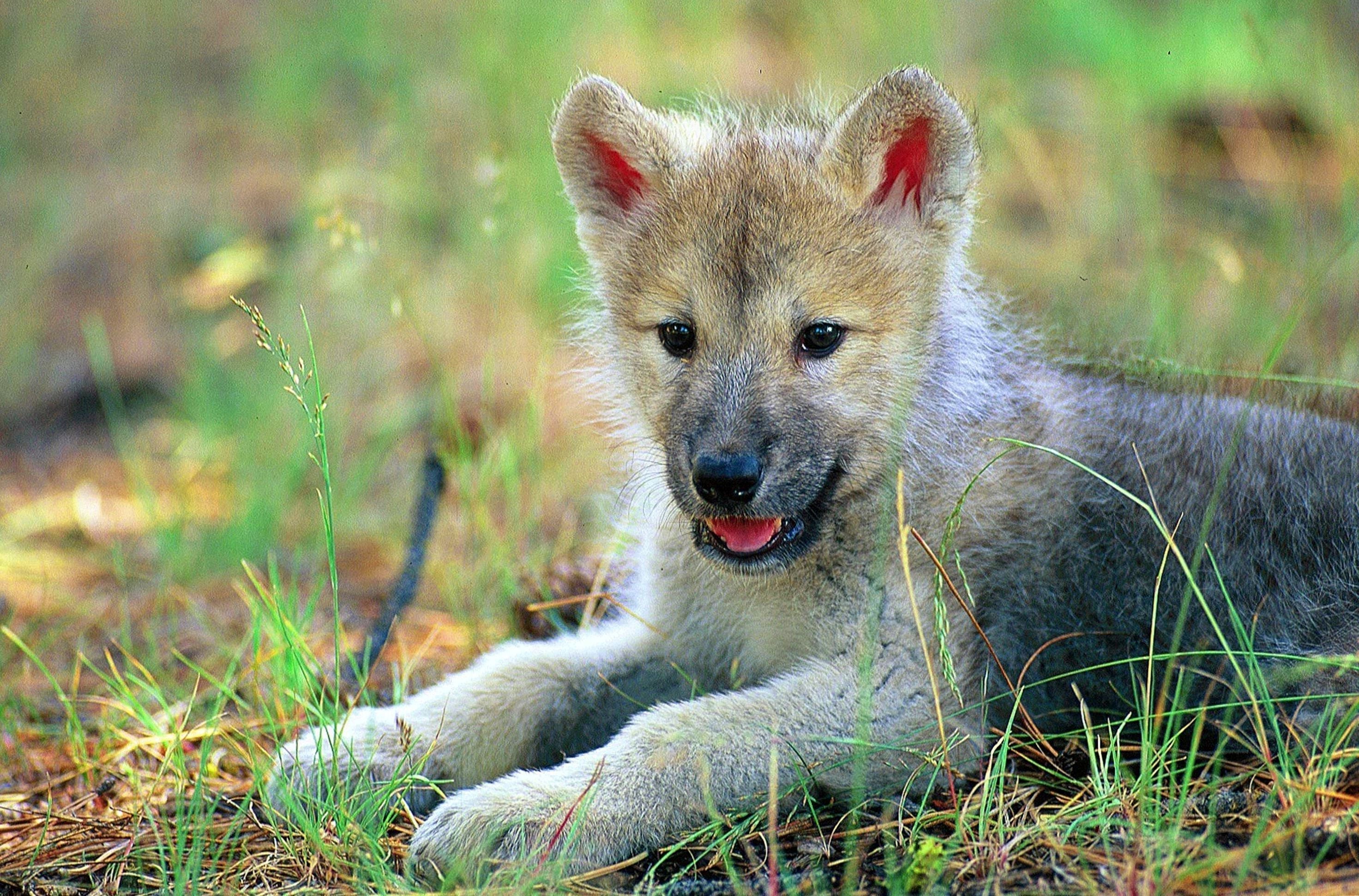 Cute Wolf Puppy Wallpapers