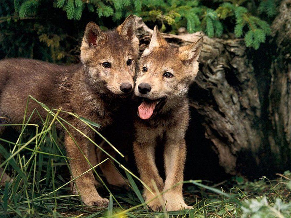 Cute WolfWallpapers