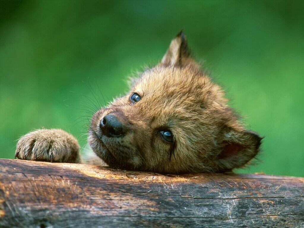 Cute WolvesWallpapers