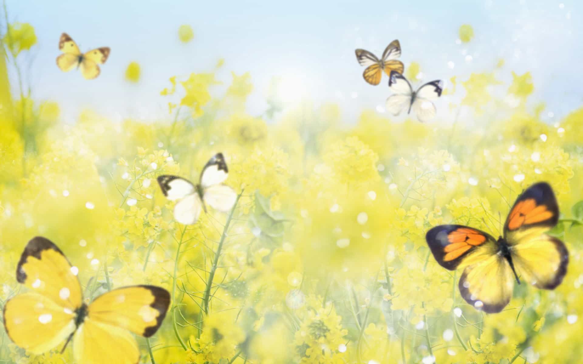 Cute Yellow Butterflies Wallpapers