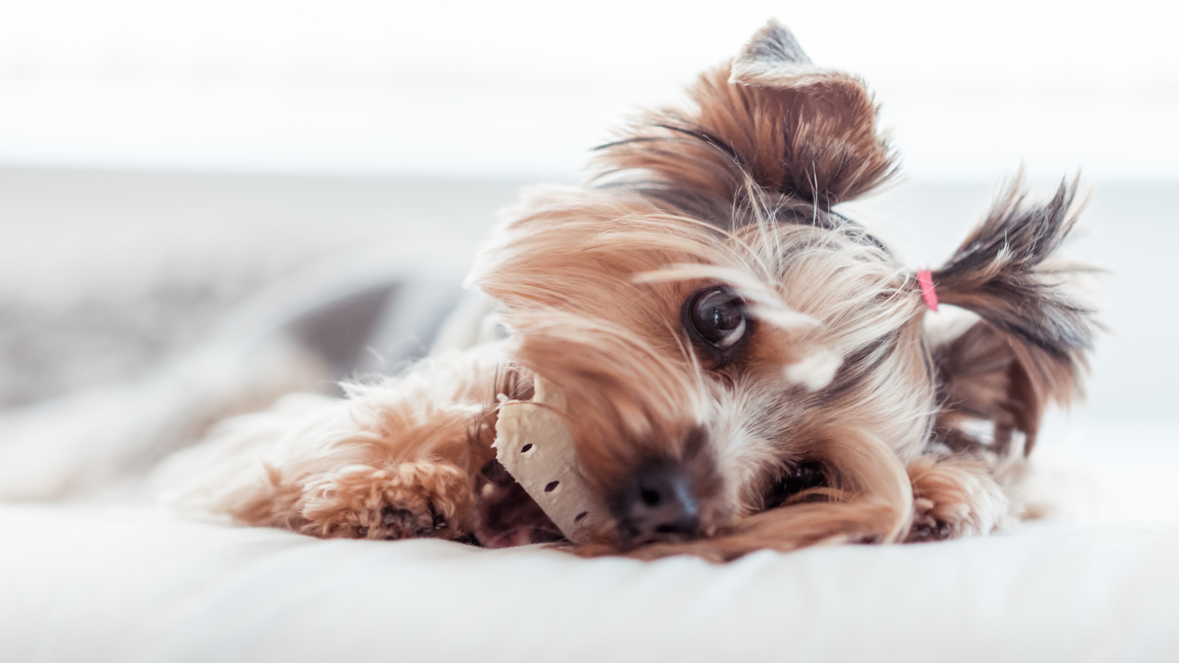 Cute Yorkie Wallpapers