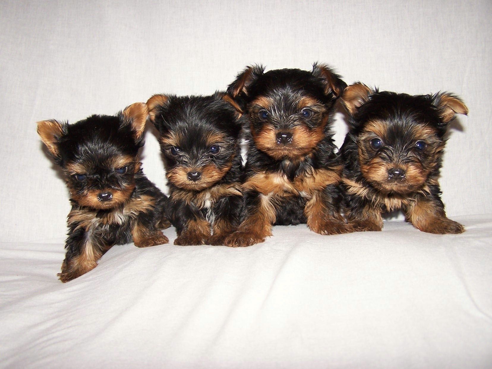 Cute Yorkie Wallpapers